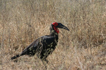 Southern Ground Hornbill
