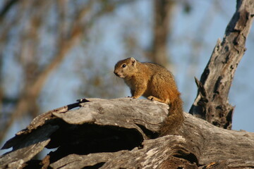 Squirrel