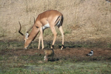 Springbuck