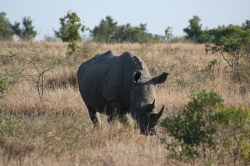Rhino