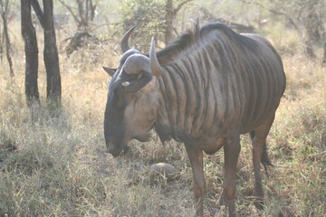 Wildebeest