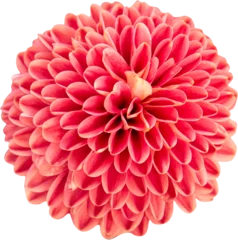 Gartenposter red flower © nuruddean