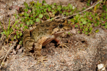 Naklejka premium Sardischer Scheibenzüngler // Tyrrhenian painted frog (Discoglossus sardus) - Sardinien, Italien