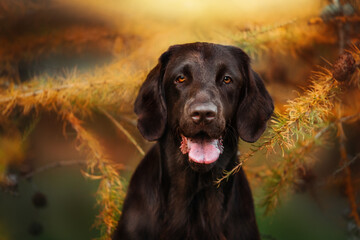 Chocolate flat coated retriever under a autumn coloured tree looking straight ahead