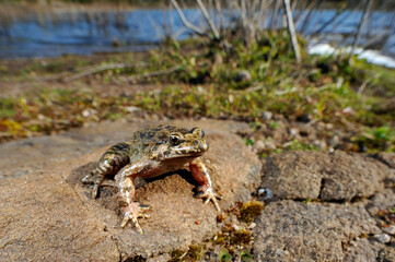 Sardischer Scheibenzüngler // Tyrrhenian painted frog (Discoglossus sardus) - Sardinien, Italien