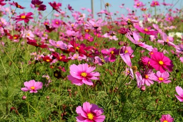 Naklejka premium 穏やかな風に揺れるコスモスの花 秋の日