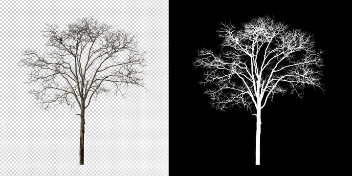 Dead tree on transparent picture background with clipping path, single tree with clipping path and alpha channel on black background