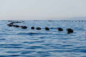 Le boe nere di un allevamento di cozze nel mare al largo di Castro, borgo marinaro del Salento in Puglia