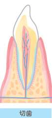 歯の構造/断面図のベクターイラスト素材