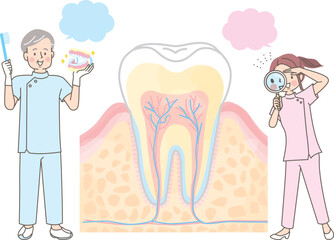 歯の構造/断面図で説明する歯科衛生士のベクターイラスト素材