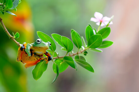 Close-up of a flying tree frog on a plant, Indonesia