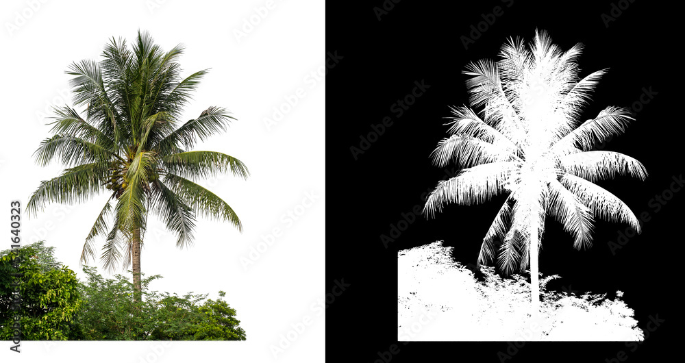 Poster Coconut tree on  white picture background with clipping path and alpha channel on black background