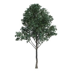 deciduous tree, isolated on white background, 3D illustration, cg render