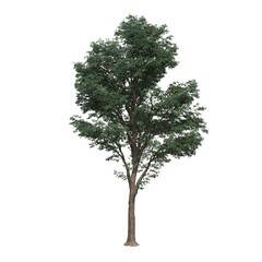 deciduous tree, isolated on white background, 3D illustration, cg render