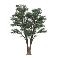 Fototapeta premium deciduous tree, isolated on white background, 3D illustration, cg render