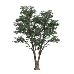 deciduous tree, isolated on white background, 3D illustration, cg render