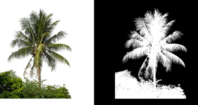 Coconut tree on  white picture background with clipping path and alpha channel on black background