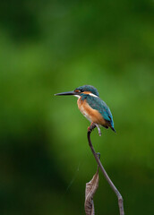 A Common Kingfisher (alcedo atthis) perched on a branch waiting for the moment to catch a fish.