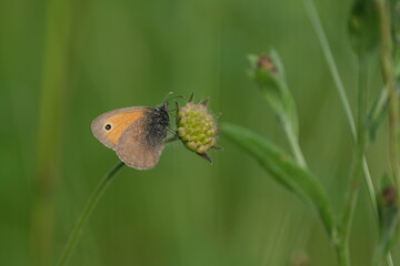 Fototapeta premium Small heath butterfly on a flower in nature