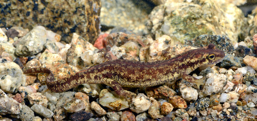 Obraz na płótnie Canvas Female of Corsican brook salamander // Korsischer Gebirgsmolch - Weibchen (Euproctus montanus) - Corsica, France