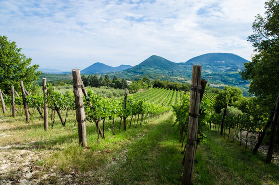 I filari di vite di un vigneto nella campagna dei colli euganei in Veneto in una giornata di sole primaverile 