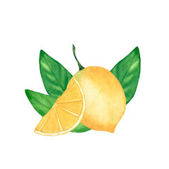 Watercolor composition with lemons. Botanical isolated illustration on white background.