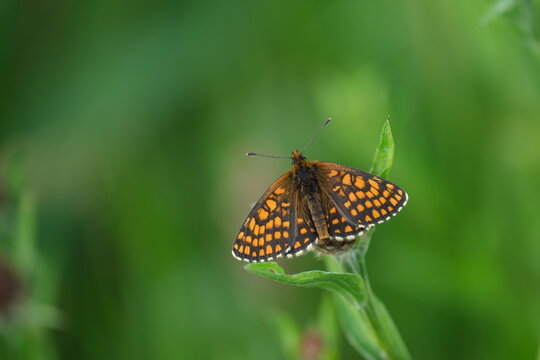 Close up of a Heath Fritillary in nature on a plant, natural green background