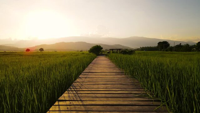 Camera point of view Wooden walkway in middle of green rice field in the evening sunset