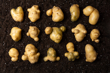 Trendy ugly potato in the ground on a black background. The concept of ugly vegetables. View from...