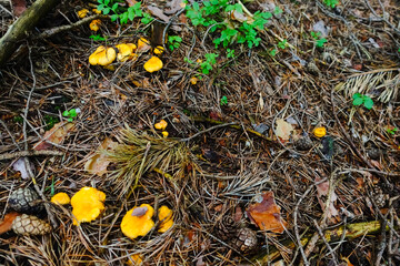 fresh yellow chanterelles in the forest floor with needles