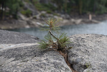 Little pine in the rocks