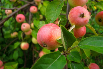 Ripe apples in the garden ready for harvest, autumn season. Selective focus.