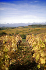 Fototapeta na wymiar Yellowing vine leaves in autumn after the Comtes De grape harvest in France