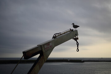 A harbor crane with a seagull on it at sunset