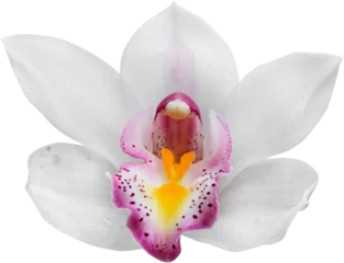Fototapeten orchid flower © nuruddean