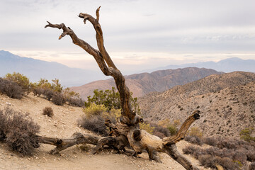 A curved dead tree in the desert