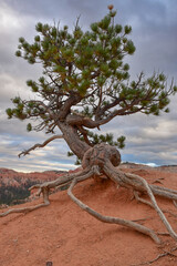 A lonely tree in the desert