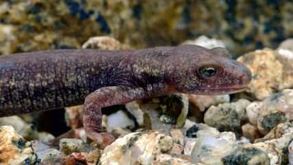 male of Corsican brook salamander // Korsischer Gebirgsmolch - Männchen (Euproctus montanus) -...