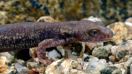 male of Corsican brook salamander // Korsischer Gebirgsmolch - Männchen (Euproctus montanus) - Corsica, France