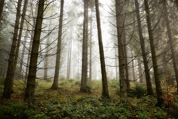 Mysterious spruce forest landscape in misty autumn weather