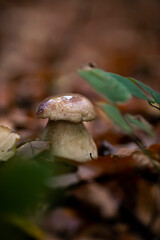 mushroom in the forest