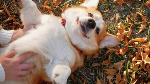 woman loves corgi dog, scratches, satisfied pet, slow motion. funny