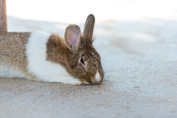 Rabbit relaxing and resting on the ground. Home decorative rabbit outdoors. Little bunny, Year of the Rabbit Zodiac, Easter bunny.