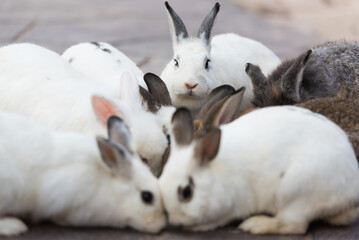Group of Rabbit eating food on the ground. Home decorative rabbit outdoors. Little bunny, Year of the Rabbit Zodiac, Easter bunny.