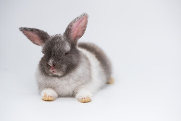 Rabbit on white background. Home decorative rabbit outdoors. Little bunny, Year of the Rabbit...