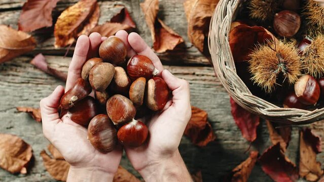 Hand full of chestnuts and hedgehogs on a wooden table