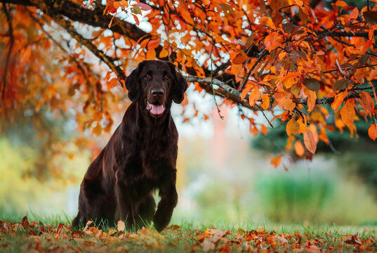 chocolate Flat coated retriever standing in middle of October under a autumn tree