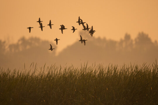 Flock of Ducks flying in morning