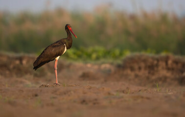 Black Stork in Morning