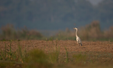 Grey heron standing in fields in morning